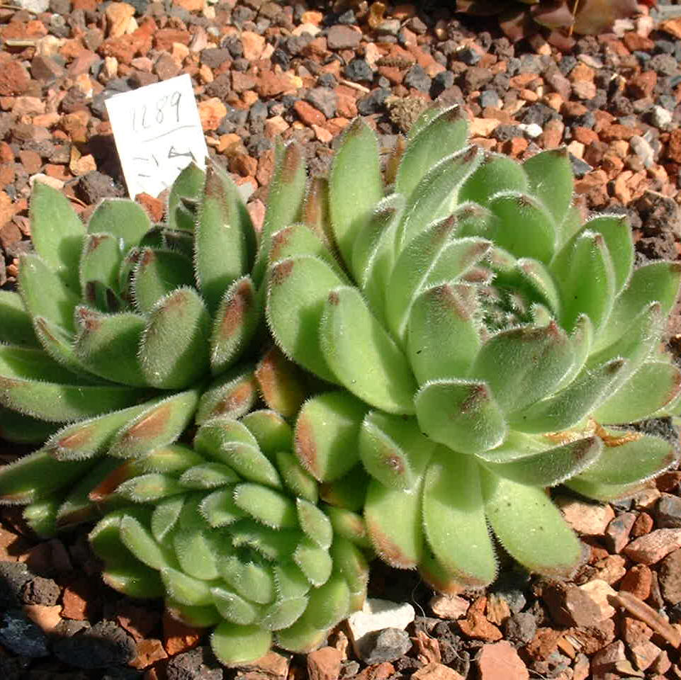 SEMPERVIVUM